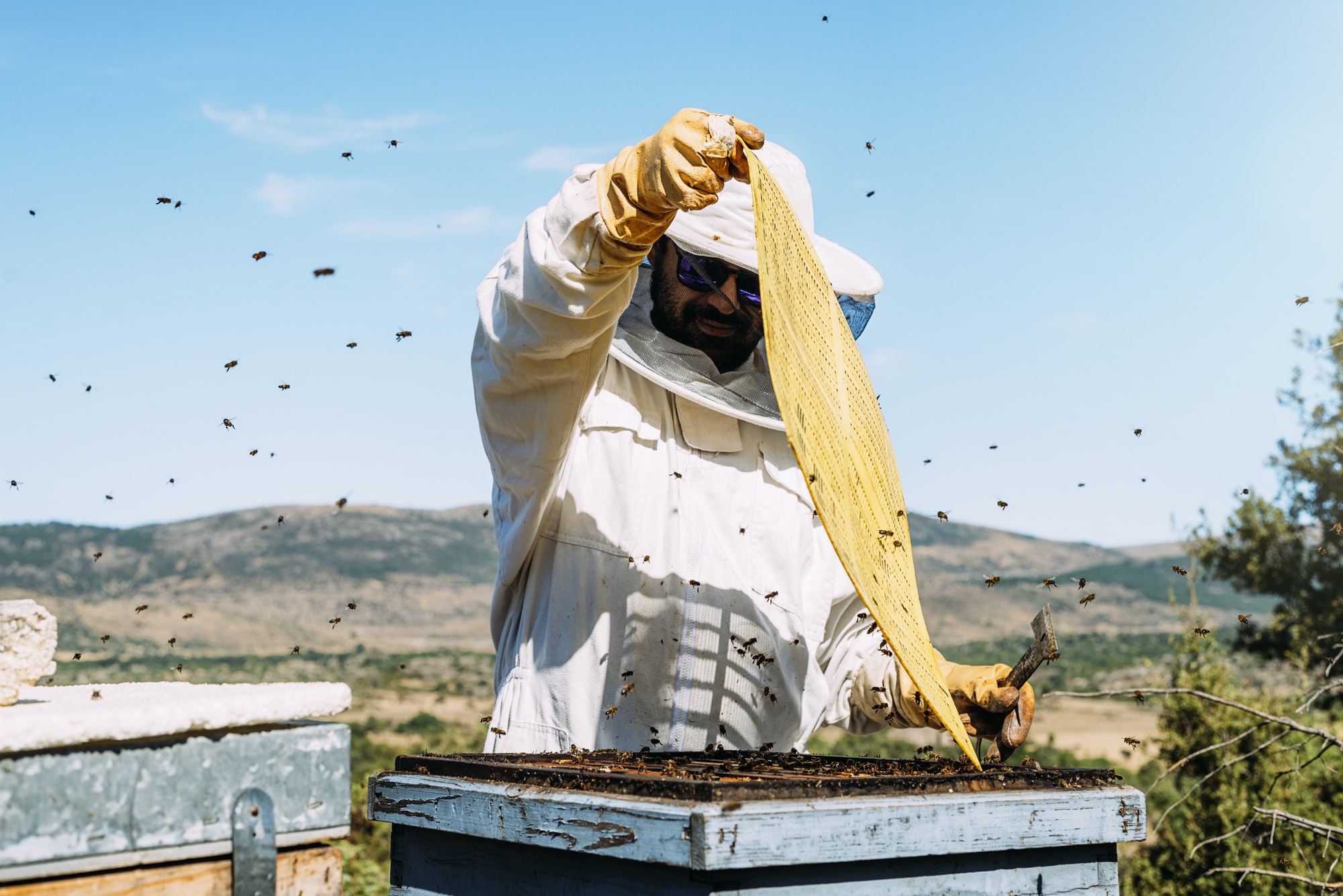 The Bee Foundation | Protecting Bees. Supporting Beekeepers. Saving Our ...