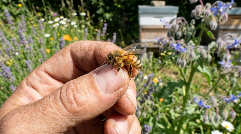 Beehive Rehabilitation Tips